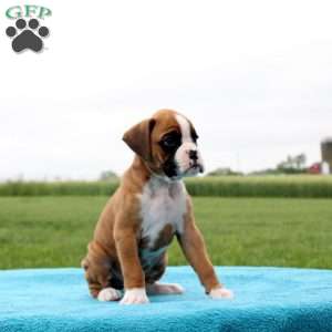 Mountain Dew, Boxer Puppy
