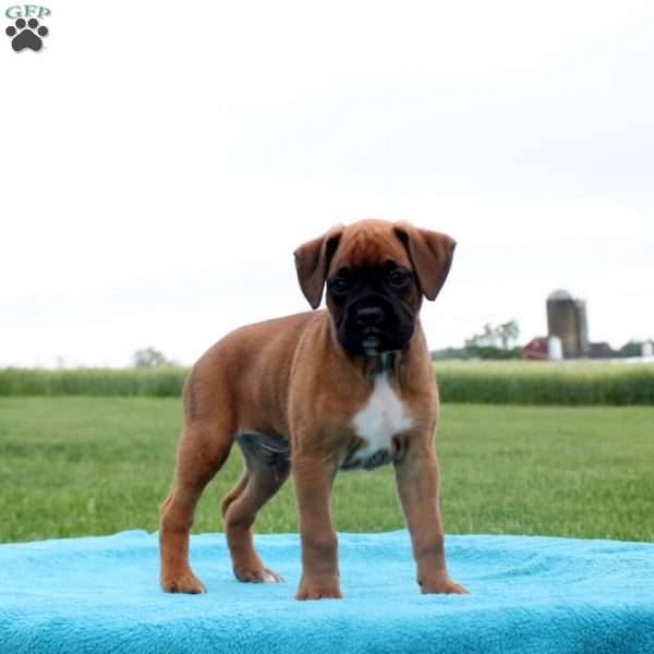 Mr. Goodbar, Boxer Puppy