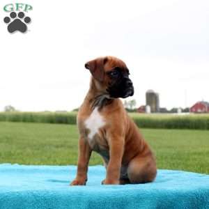 Mr. Goodbar, Boxer Puppy
