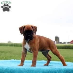 Mr. Goodbar, Boxer Puppy