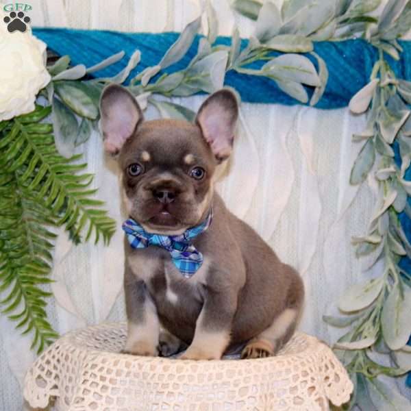 Mr.Rocket, French Bulldog Puppy