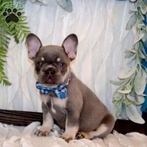 Mr.Rocket, French Bulldog Puppy