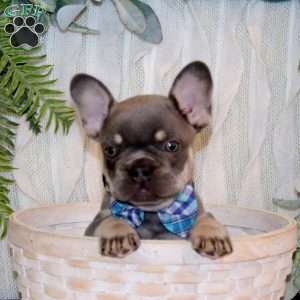Mr.Rocket, French Bulldog Puppy