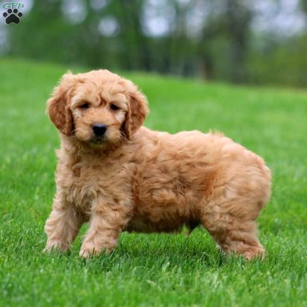 Muff, Mini Goldendoodle Puppy