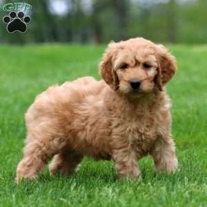 Muff, Mini Goldendoodle Puppy