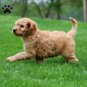 Muff, Mini Goldendoodle Puppy