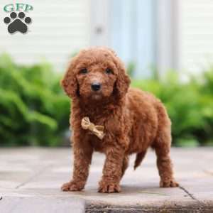 Mulberry, Goldendoodle Puppy