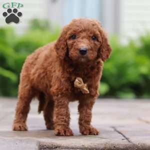 Mulberry, Goldendoodle Puppy