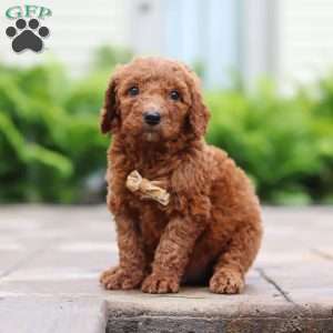 Mulberry, Goldendoodle Puppy