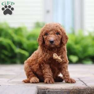 Mulberry, Goldendoodle Puppy