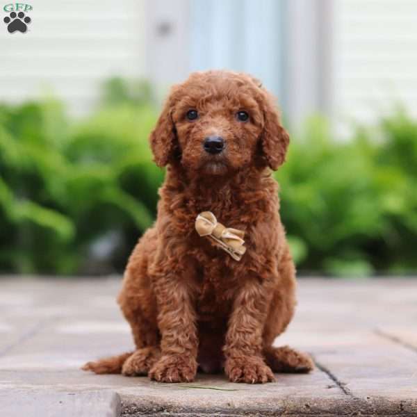 Mulberry, Goldendoodle Puppy