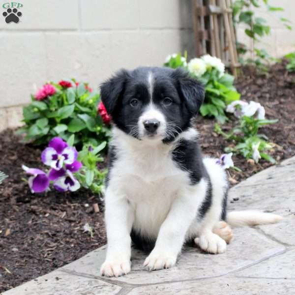 Murphy, Border Collie Puppy