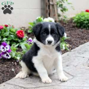 Murphy, Border Collie Puppy