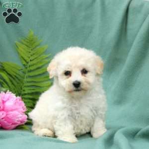 Murphy, Bichon Frise Puppy