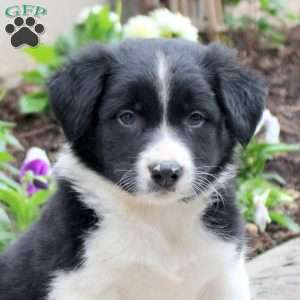 Murphy, Border Collie Puppy