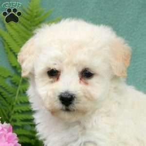 Murphy, Bichon Frise Puppy