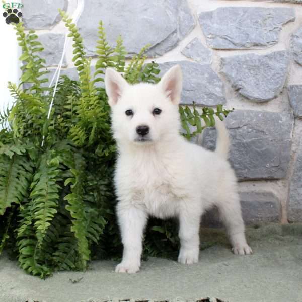 Myles, German Shepherd Puppy