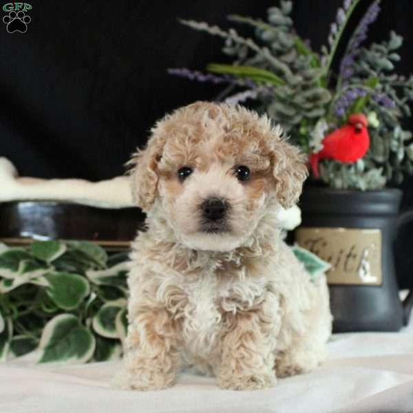 Myles, Bich-Poo Puppy