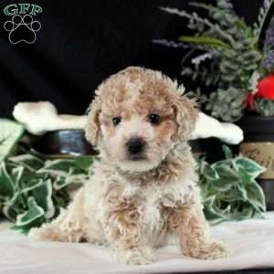 Myles, Bich-Poo Puppy