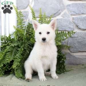 Myles, German Shepherd Puppy