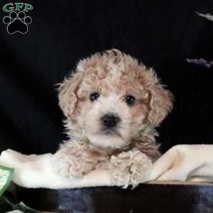 Myles, Bich-Poo Puppy