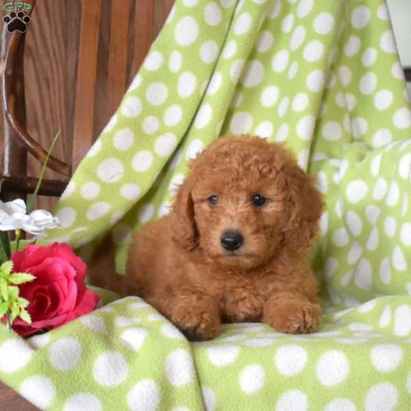Nala, Mini Goldendoodle Puppy
