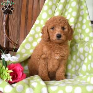 Nala, Mini Goldendoodle Puppy