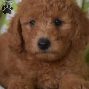Nala, Mini Goldendoodle Puppy