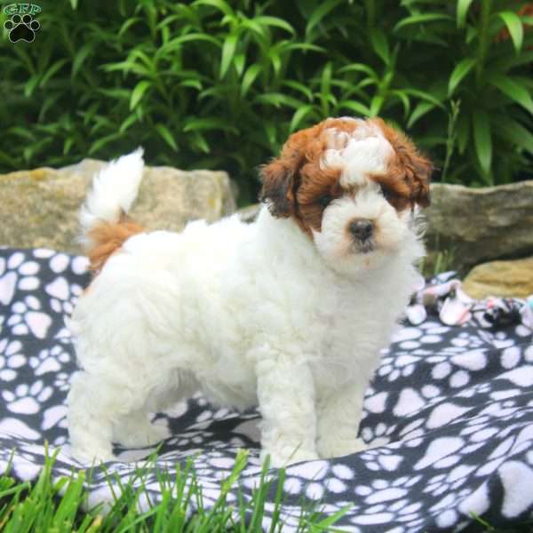 Nancy, Shih-Poo Puppy