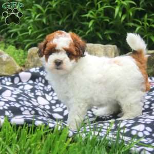 Nancy, Shih-Poo Puppy