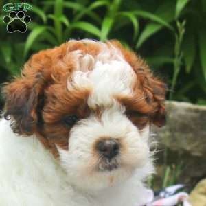 Nancy, Shih-Poo Puppy