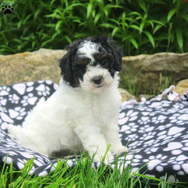 Naomi, Shih-Poo Puppy