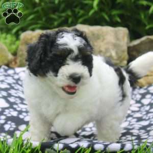 Naomi, Shih-Poo Puppy