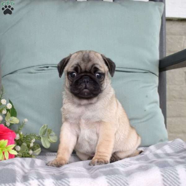 Nash, Pug Puppy