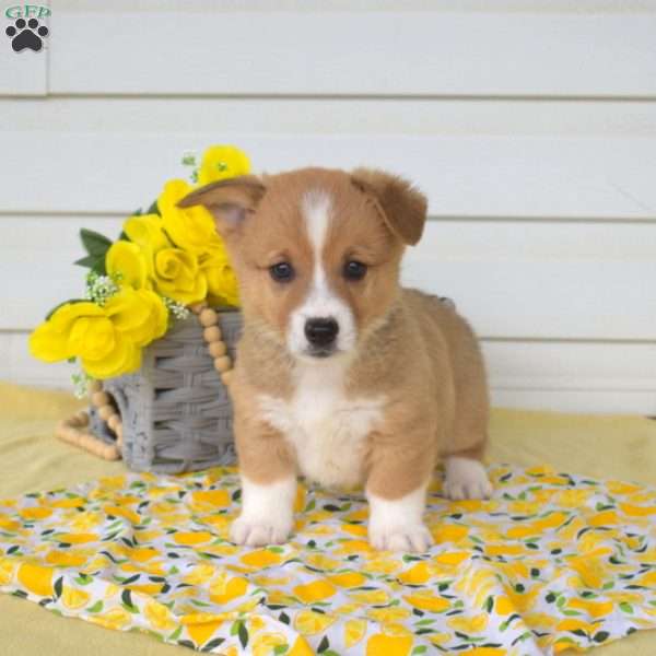 Nash, Pembroke Welsh Corgi Puppy
