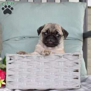 Nash, Pug Puppy