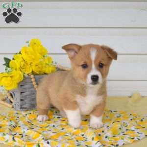 Nash, Pembroke Welsh Corgi Puppy