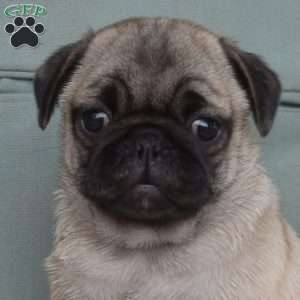 Nash, Pug Puppy