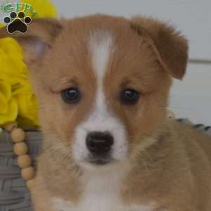 Nash, Pembroke Welsh Corgi Puppy