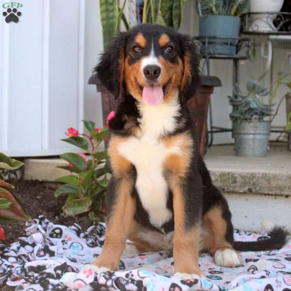 Nate, Miniature Bernese Mountain Dog Puppy