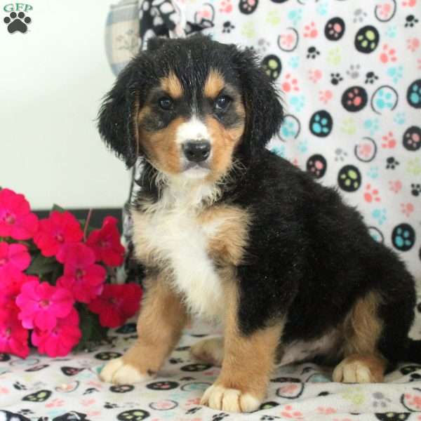 Nate, Miniature Bernese Mountain Dog Puppy