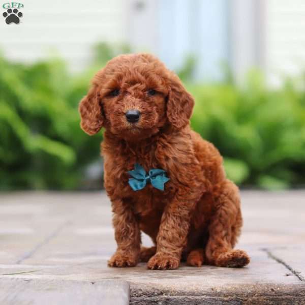 Navel, Goldendoodle Puppy