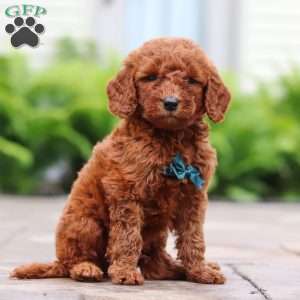 Navel, Goldendoodle Puppy