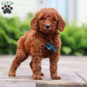 Navel, Goldendoodle Puppy