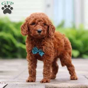 Navel, Goldendoodle Puppy