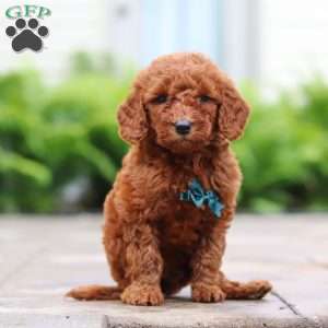 Navel, Goldendoodle Puppy