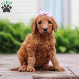 Nectarine, Goldendoodle Puppy
