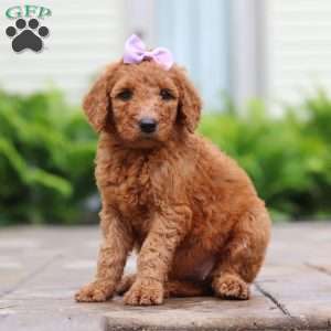 Nectarine, Goldendoodle Puppy