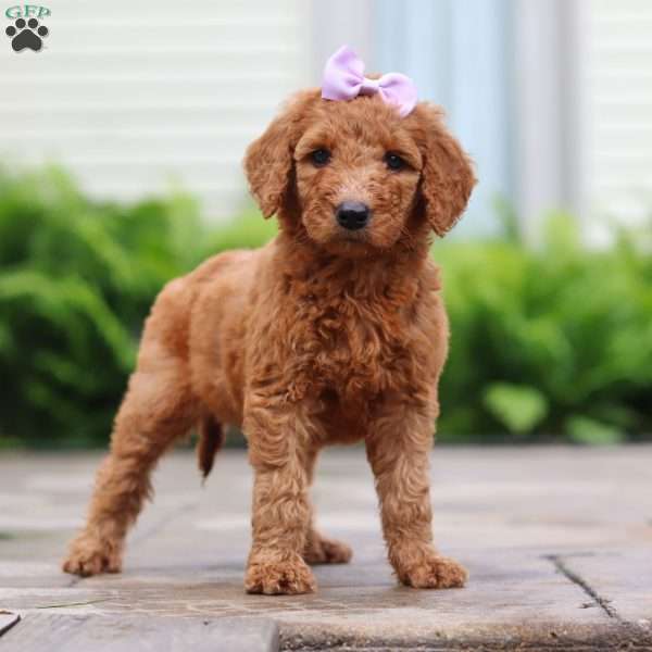 Nectarine, Goldendoodle Puppy