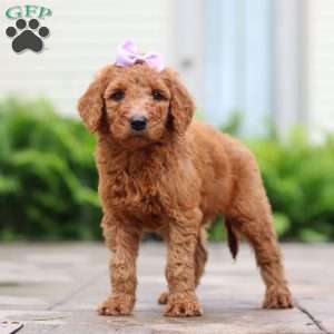 Nectarine, Goldendoodle Puppy
